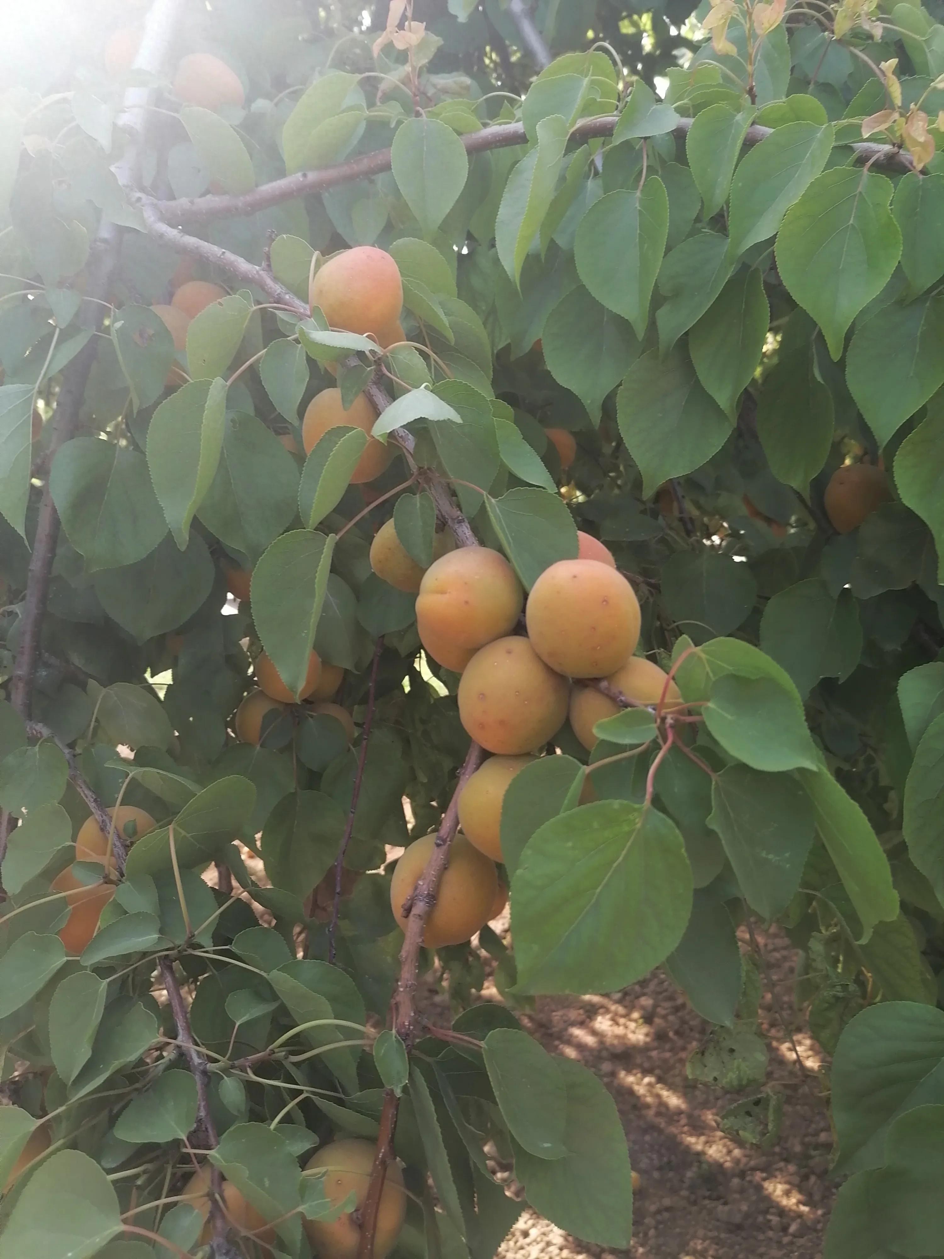 临汾四季气候特点详解_临汾壶口瀑布自然风光_临汾古城墙历史旅游