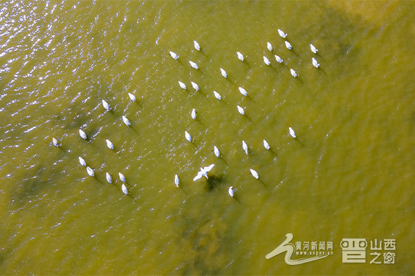 运城盐湖卤虫养殖产业_运城河东池盐历史_运城四季气候特点详解