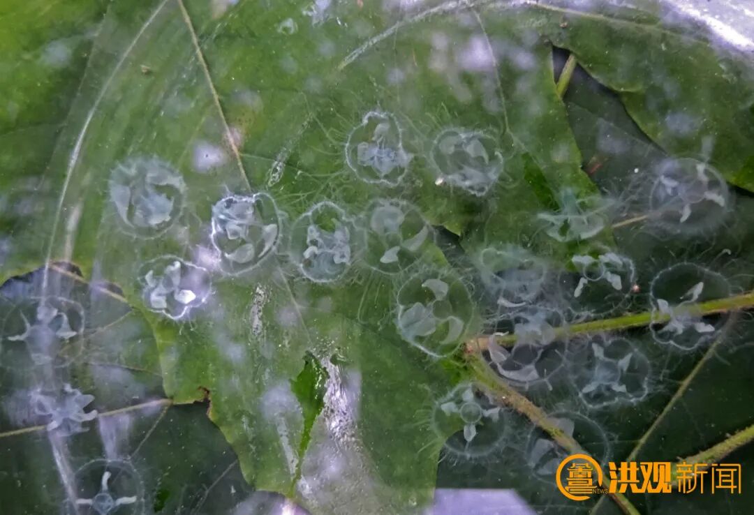 南昌美丽河湖_南昌生态文明_南昌常年气候变化规律