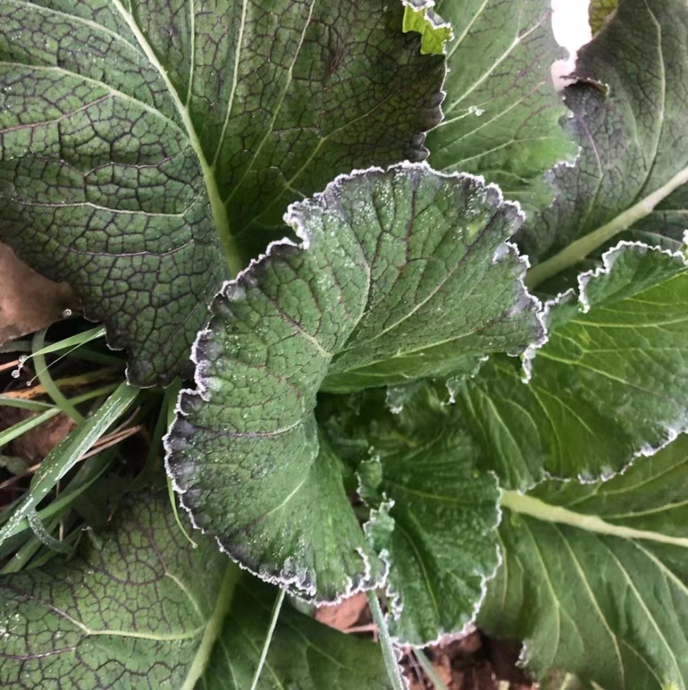 潮州冬季霜对农作物的影响,冬季常见到的霜反映的是一种什么物理现象?